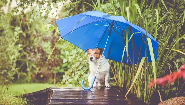 How To Protect Your Dog From Getting Sick During Rain