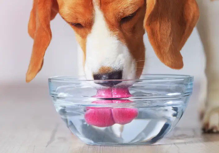 How Much Water Your Dog Should Drink In A Day