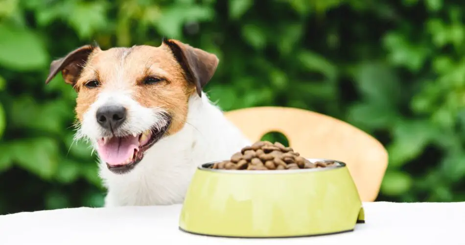 Benefits Of Giving Fillers In Food To Your Dog