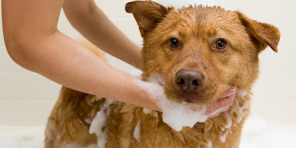 How To Give Bath To Your Dog At Home