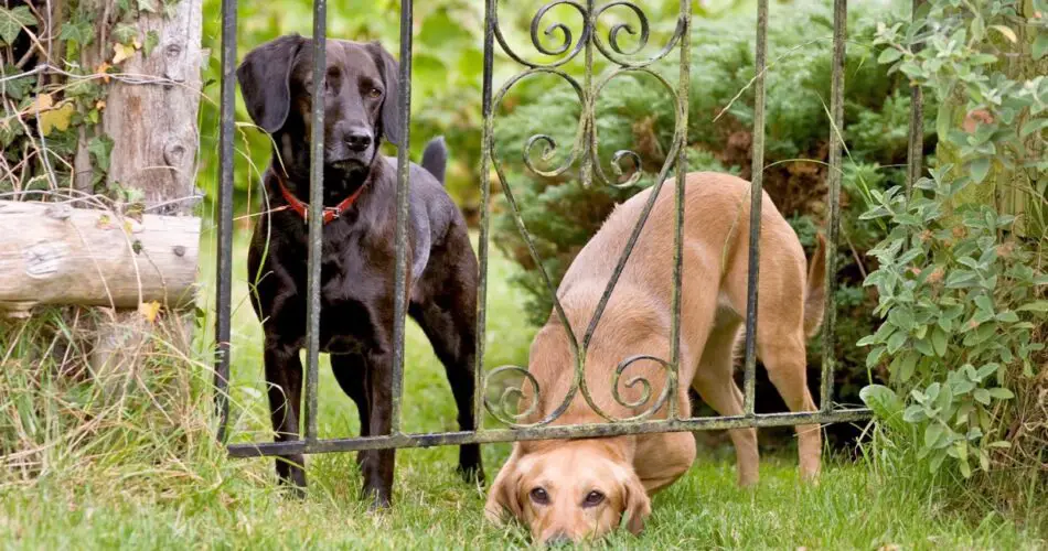 Why Dogs Wants To Stay Outside The House