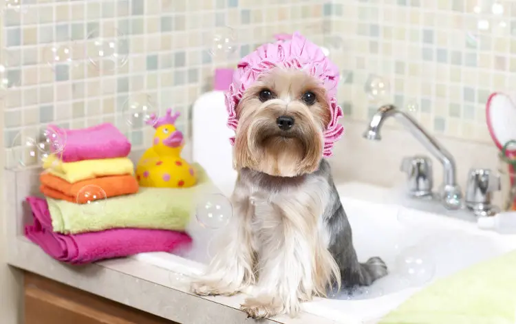 How To Do Grooming Of Your Dog At Home