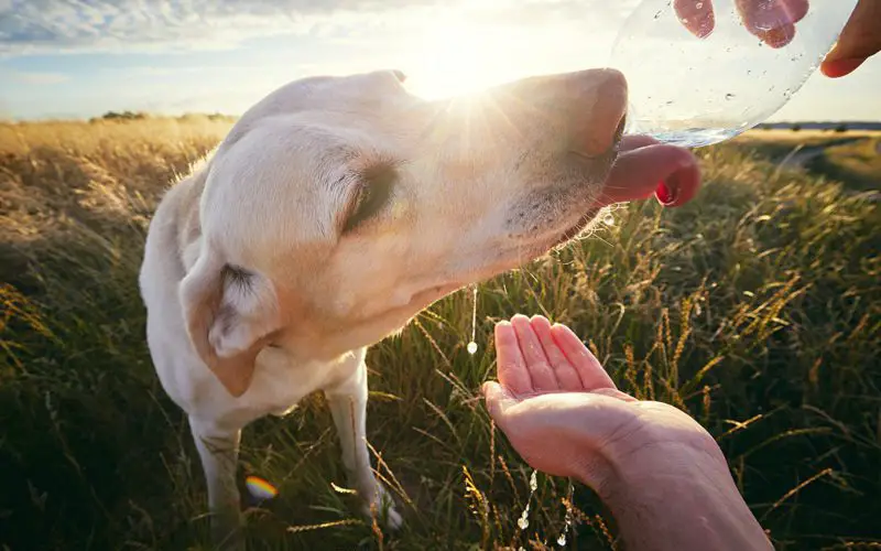 How To Protect Your Dog From Heat Stroke During Summer