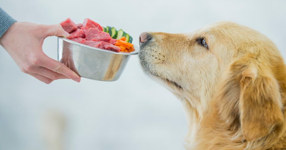 What Are The Healthy Food For The Dog