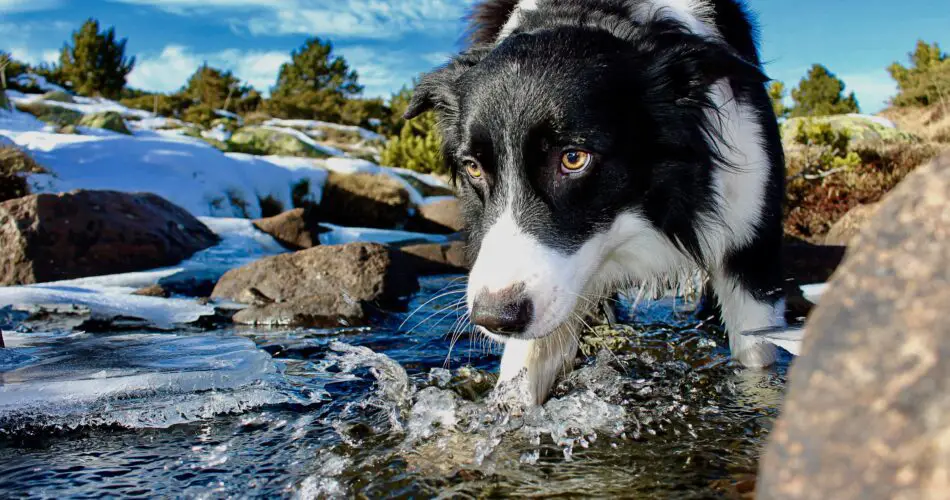 A dog drinking water in a river