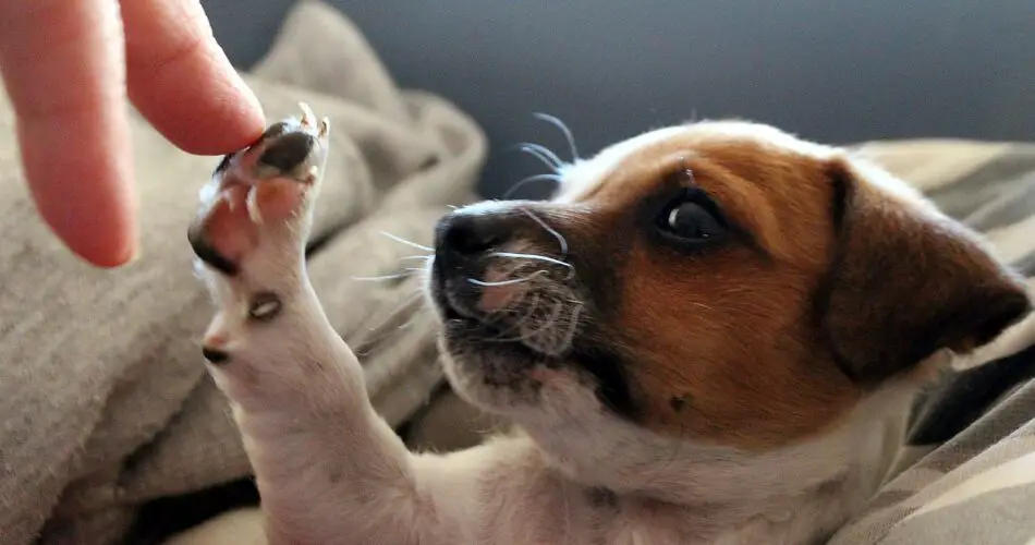 dog learning how to high five