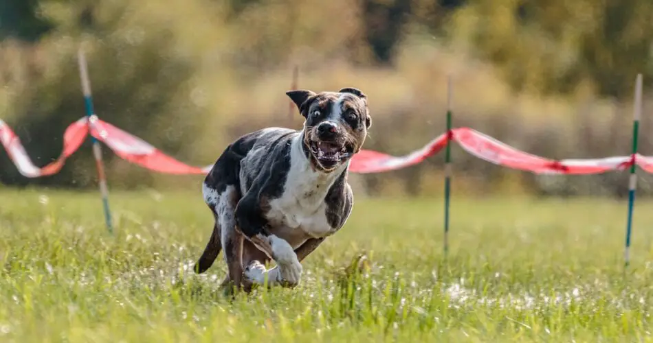dog sport running
