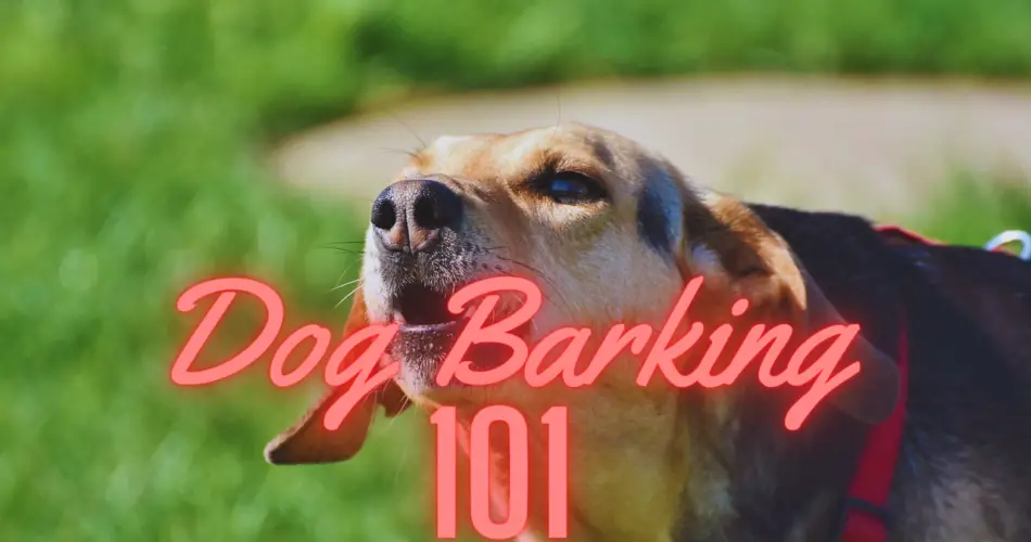 Dog Barking 101: how to stop, tips and solutions.