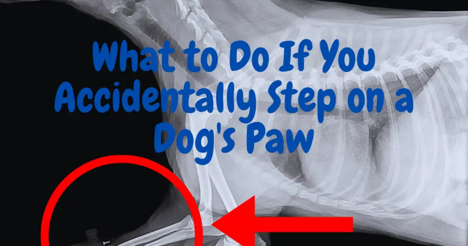 What to Do If You Accidentally Step on a Dog's Paw