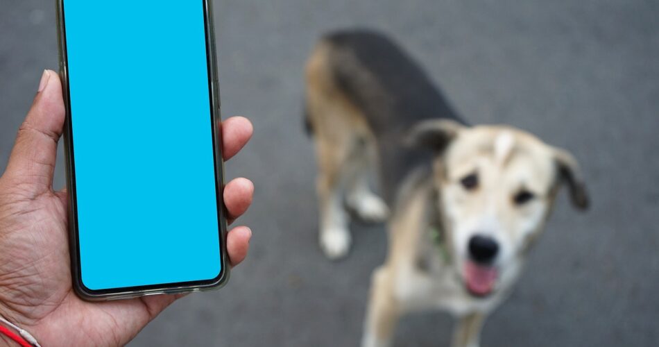 Technology dog training app