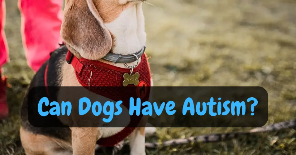 Can Dogs Have Autism