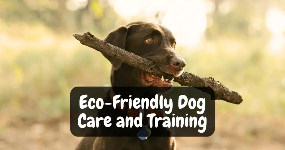 Eco-Friendly Dog Care and Training