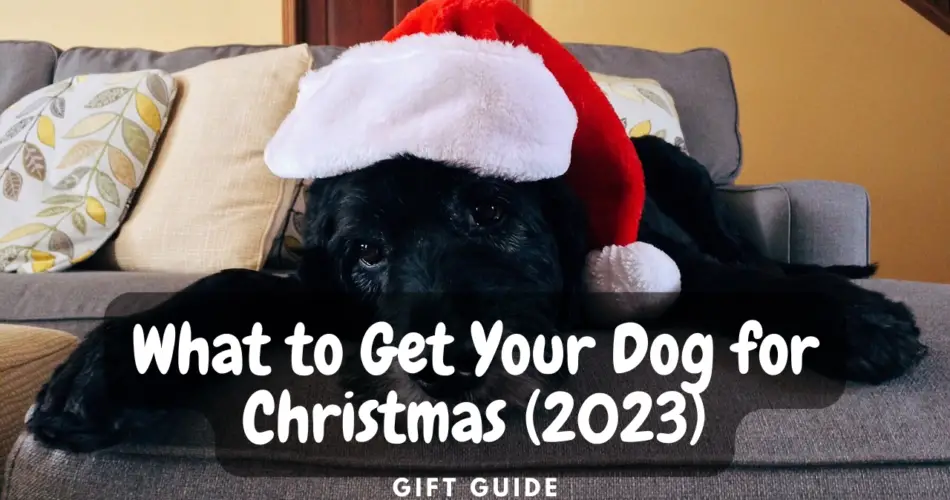 what to get your dog for christmas 2023
